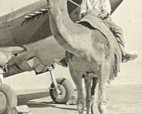 Mann auf einem Kamel vor einem Flugzeug / A man on a camel in front of an airplane