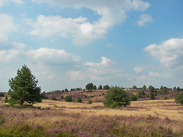Fotografie einer leicht hügeligen Landschaft. Vereinzelt stehen Bäume auf der, teils mit lila Pflanzen bewachsenen, Wiese
